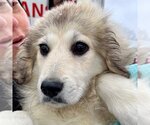 Small Photo #8 Great Pyrenees-Unknown Mix Puppy For Sale in Canton, CT, USA