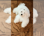 Small Photo #1 Maltipoo Puppy For Sale in ALEXANDRIA, VA, USA