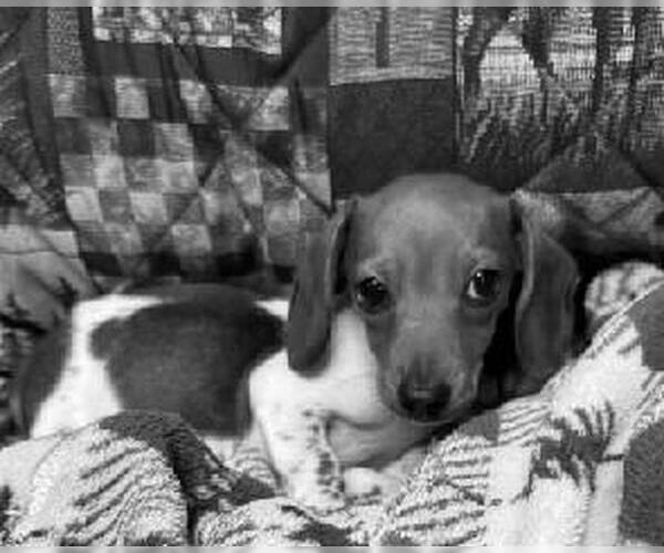 Medium Photo #7 Dachshund Puppy For Sale in Sioux Falls, SD, USA