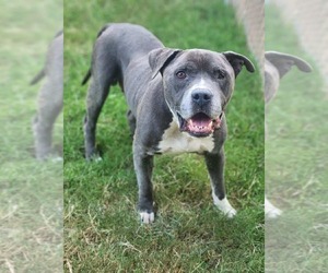 American Pit Bull Terrier-Unknown Mix Dogs for adoption in Spotsylvania, VA, USA