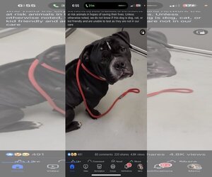 Bulldog Dogs for adoption in Beatrice, NE, USA