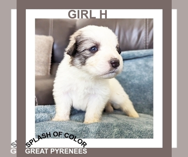 Medium Photo #1 Great Pyrenees Puppy For Sale in CHARLOTTE, MI, USA