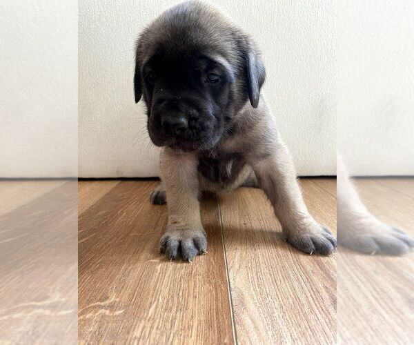 Medium Photo #7 Mastiff Puppy For Sale in CHESAPEAKE, VA, USA