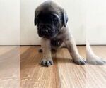 Small #6 Mastiff