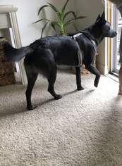 Texas Heeler Dogs for adoption in ORANGE, CA, USA