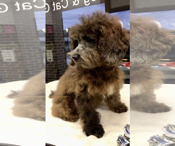 Medium Photo #3 Cock-A-Poo Puppy For Sale in Lincolnwood, IL, USA