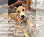 Small #2 American Pit Bull Terrier Mix