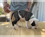 Small #1 American Bulldog