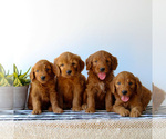 Small #4 Goldendoodle