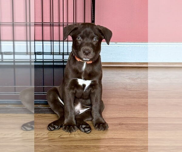 Medium Photo #11 Huskies -Labrador Retriever Mix Puppy For Sale in Raleigh, NC, USA