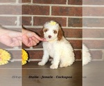 Small #3 Cockapoo (Miniature)