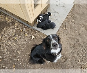 Mother of the Australian Cattle Dog-Border-Aussie Mix puppies born on 09/25/2023