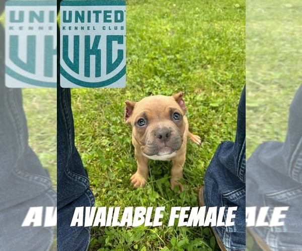 Medium Photo #6 American Bully Puppy For Sale in JACKSONVILLE, IL, USA
