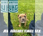 Small #5 American Bully