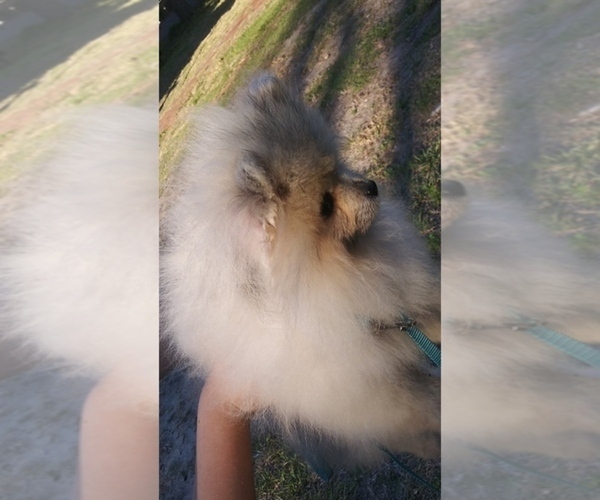 Medium Photo #1 Pomeranian Puppy For Sale in TITUSVILLE, FL, USA