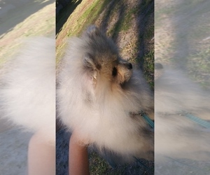 Pomeranian Puppy for Sale in TITUSVILLE, Florida USA