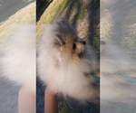 Image preview for Ad Listing. Nickname: Pixie
