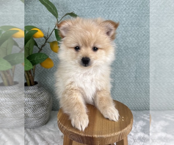 Medium Photo #2 Pomeranian Puppy For Sale in FRANKLIN, IN, USA