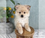 Small #1 Pomeranian