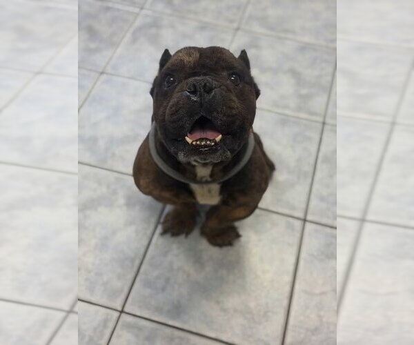 Medium Photo #2 Bulldog-Unknown Mix Puppy For Sale in Las Vegas, NV, USA