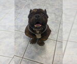 Small Photo #2 Bulldog-Unknown Mix Puppy For Sale in Las Vegas, NV, USA