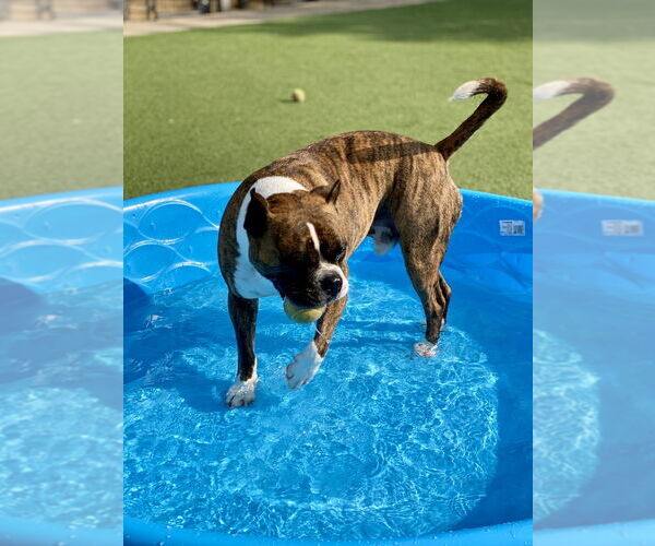 Medium Photo #7 Boxer Puppy For Sale in Austin, TX, USA
