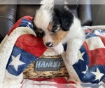 Small Photo #56 Miniature Australian Shepherd Puppy For Sale in BONNERS FERRY, ID, USA