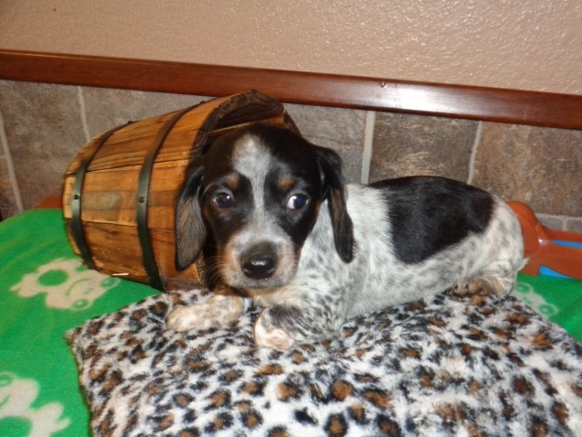 Medium Photo #1 Dachshund Puppy For Sale in BHAM, AL, USA