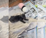 Small #1 Dachshund Mix