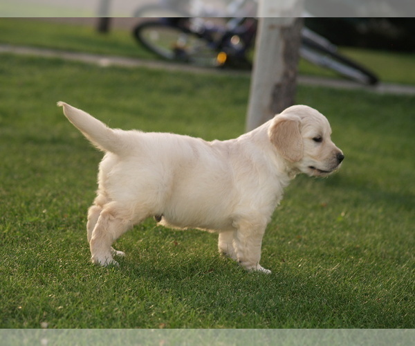 Medium Photo #6 Golden Retriever Puppy For Sale in NUNN, CO, USA