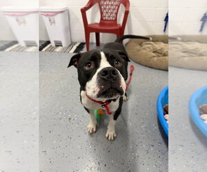 Gator - Male American Staffordshire Terrier-Boxer Mix Dog for Adoption - Photo #4
