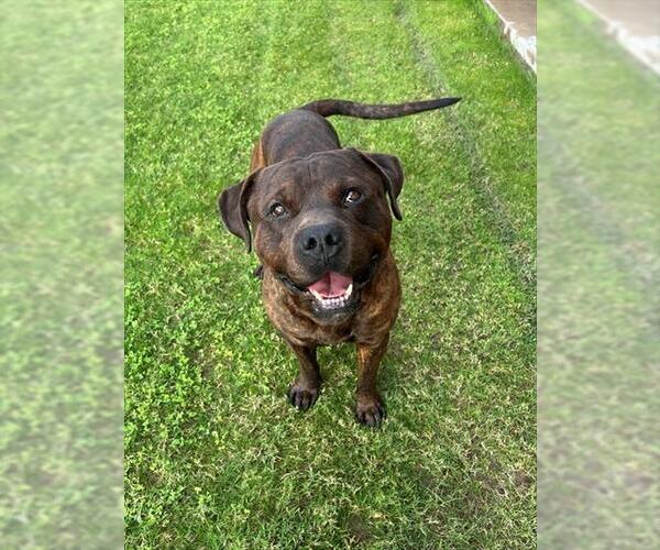 Medium Photo #1 Mutt Puppy For Sale in Riverside, CA, USA