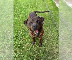 Mutt Dogs for adoption in Riverside, CA, USA