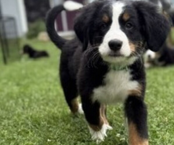 Medium Photo #22 Bernese Mountain Dog Puppy For Sale in SPRINGFIELD, OH, USA