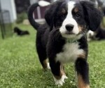 Small Photo #22 Bernese Mountain Dog Puppy For Sale in SPRINGFIELD, OH, USA