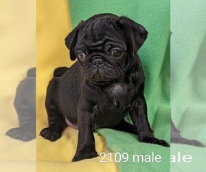 Pug Puppy for sale in CLARE, IL, USA