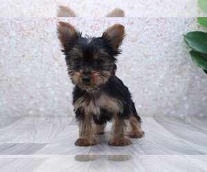 Yorkshire Terrier Puppy for sale in MARIETTA, GA, USA