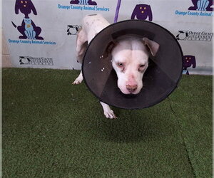 Pointer-Unknown Mix Dogs for adoption in Orlando, FL, USA