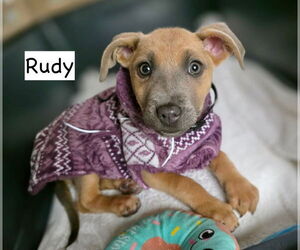 Mutt Dogs for adoption in GILBERTS, IL, USA