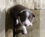 Small Photo #8 Border Collie Puppy For Sale in HORSESHOE BEND, ID, USA