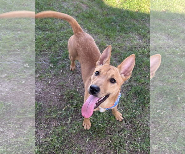 Medium Photo #2 Shepradors Puppy For Sale in Phoenix, AZ, USA