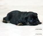 Small Photo #33 French Bulldog Puppy For Sale in WINNSBORO, TX, USA