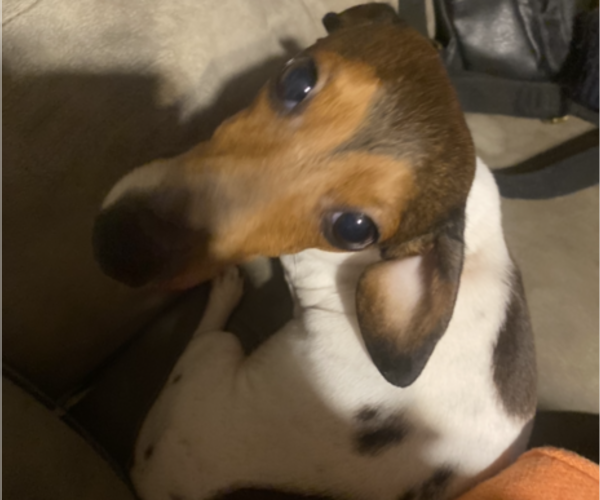 Medium Photo #1 Dachshund Puppy For Sale in DENHAM SPRINGS, LA, USA