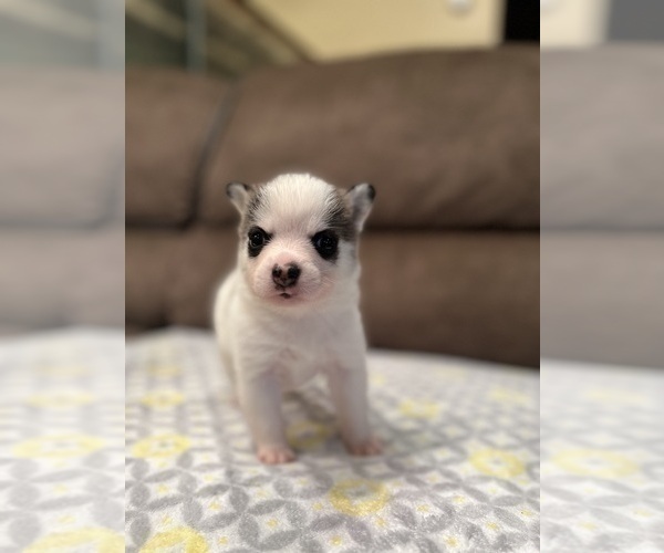 Medium Photo #1 American Bully-Pomsky Mix Puppy For Sale in DRACUT, MA, USA