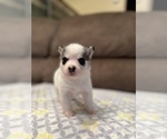 Small Photo #1 American Bully-Pomsky Mix Puppy For Sale in DRACUT, MA, USA