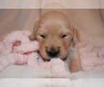 Small Photo #40 Golden Retriever Puppy For Sale in RICHMOND, TX, USA