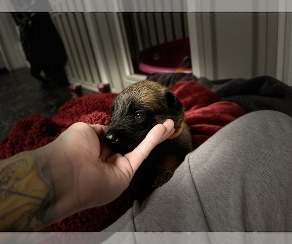 Medium Photo #139 Belgian Malinois Puppy For Sale in REESEVILLE, WI, USA