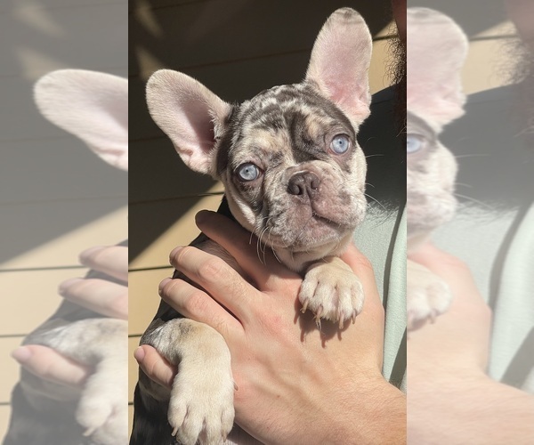 Medium Photo #1 French Bulldog Puppy For Sale in ALPHARETTA, GA, USA