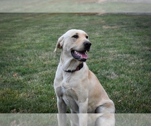 Father of the Labrador Retriever puppies born on 05/15/2025