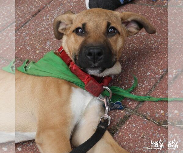 Medium Photo #3 Labrador Retriever-Retriever  Mix Puppy For Sale in Washington, DC, USA